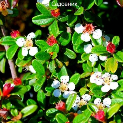 Саженец Кизильника "Cкогольм" Саженец Кизильника "Cкогольм"