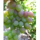 Саженец винограда "Маисей" Саженец винограда "Маисей"